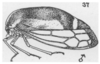 Habitus, lateral view on Cyrtolobus flavolatus Woodruff, 1924: (Observation).