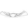 Abdomen, sternal apodemes, ventral view on Anufrievia drepanoides Lin & Zhang, 2021: (Observation).