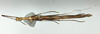 CollectionObject 1596225; 94afe236-b9d0-4d2d-a533-70d239633ac9: copyright NHMUK London. female, ventral view (paratype). (CollectionObject).