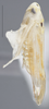 Habitus, lateral view on Arboridia (Arboridia) kakogawana (Matsumura, 1932): Lateral. (Observation).