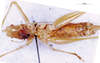 CollectionObject 1505023; 8afd849e-c990-47dc-8ab8-b4789f4b8a2b, DORSA D17TF01: female, ventral view (holotype). (CollectionObject).