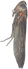 Habitus, lateral view: Habitus, lateral view. (Observation).