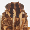 Head: (Observation).
