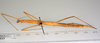 CollectionObject 1558529; 70342c40-345f-4834-95c5-42c90ee5d0a4: copyright ZMUH, Hamburg. female, ventral view (holotype). (CollectionObject).