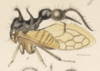 Habitus, lateral view: !! display not done !! on Cyphonia clavata (Fabricius, 1787): (Observation).