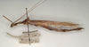 CollectionObject 1560982; 8ee653ed-c750-4f3a-8b51-da8dc449531f: copyright St. Petersburg. female, lateral view of synonym Perliodes grisescens (paralectotype) - belongs to the genus Holca Redtenbacher, 1906. (CollectionObject).