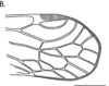 Forewing: (Observation).