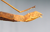 CollectionObject 1561921; 8e12df9e-a411-4f17-b7fd-73eccb54cee1: copyright NZSI, Calcutta. female: end of abdomen, lateral view (holotype). (CollectionObject).