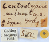 Other on Pogonella minuta (Goding, 1903): (Observation).