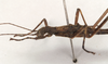 CollectionObject 1556916; NHMUK(SF IMPORT DUPLICATE) 845103, ba7a8d35-4a0d-4e52-a8c0-f52736a9d4d2: copyright Natural History Museum, London. female: head and thorax, lateral view (paratype). (CollectionObject).