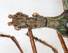 CollectionObject 1562149; NMW 150, 77f8ec9a-8c3d-4893-8a13-edf1d0127e00: copyright NMW, Vienna. female: head & thorax, dorsal view (holotype). (CollectionObject).