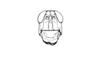 Zygoclistron superbum Rehn, 1907: Fig. 66. male head, frontal view. (Otu).
