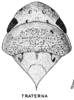Habitus, dorsal view: !! display not done !! on Prairiana fraterna (Spångberg, 1878): (Observation).
