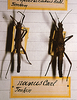 Neohirasea nana (Carl, 1913): Copyright MHNG, Geneva. male and female (syntypes). (Otu).