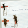 CollectionObject 1559859; 07da87fe-d040-4b1f-b281-0c825751cdb7: copyright MNHN, Paris. male (holotype), female (paratypes). (CollectionObject).
