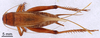 CollectionObject 1965562; 2f59bb98-e83d-490f-95d1-08171be0525d: Female, dorsal view (paratype). (CollectionObject).