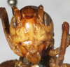 CollectionObject 1531230; b938e402-fb7e-4063-834f-8eb4b974ded0: male, frontal view (syntype). (CollectionObject).