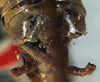 CollectionObject 1517378; 853d1761-b6b5-4366-b4f9-d5fe63ba59b2: male cerci (holotype). (CollectionObject).