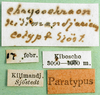 CollectionObject 1500275; e43b7960-4b84-4617-90ac-0a741fea37f4: labels (syntype). (CollectionObject).