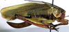 Coniungoptera nothofagi Rentz & Gurney, 1985: female, lateral view (paratype). (Otu).
