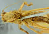 CollectionObject 1532168; NMW 3927, da87a7fb-14fc-4e06-a66c-6ae8e4e55b03: male head and thorax, ventral view (holotype). (CollectionObject).