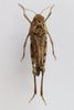 CollectionObject 1593071; 8ab918ee-fb6c-40cc-9671-74f39b2469e1: female, dorsal view (paratype). (CollectionObject).
