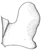Cocconotus (Cocconotus) wheeleri Hebard, 1927: Pl. XX, Fig. 11 (after type). male cercus, lateral view. (Otu).