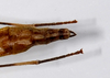 CollectionObject 1590066; 5ec2418e-ebf8-405e-a39f-7e0f95fe1356: copyright MNHN, Paris. female: end of abdomen, dorsal view (holotype). (CollectionObject).