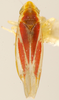 Habitus, dorsal view on Erythridula rufostigmosa (Beamer, 1930): Habitus (holotype, KSEM collection). (Observation).
