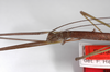 CollectionObject 1560296; 5aba587b-929b-460c-b3ef-f19dd52b270d: copyright MNHU, Berlin. female: head & thorax, lateral view (paratype). (CollectionObject).