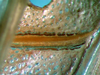 CollectionObject 1501752; f76e118a-2166-4963-a6da-3be1c2991afa, DORSA BTdapgenS03: male stridulatory file (syntype). (CollectionObject).