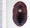 Derocalymma fuelleborni Rehn, 1933: Photo taken by Heidi Hopkins. (Otu).