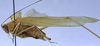 CollectionObject 1539794; 4f128563-62e4-4e58-b329-04d6f0dc9366: male, lateral view (holotype) - http://coldb.mnhn.fr/catalognumber/mnhn/eo/ensif799. (CollectionObject).