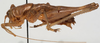 CollectionObject 1527100; 9b735199-1a54-499f-8922-f95ac121fe50: male habitus, lateral view (holotype). (CollectionObject).