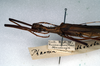 CollectionObject 1561403; 3d156d3b-af5b-4a18-b139-68d91ba4739a: copyright NMW, Vienna. male: head and thorax, lateral view (syntype). (CollectionObject).;CollectionObject 1561404; c36e2763-3fe4-4647-8824-e2c0046593c5: copyright NMW, Vienna. male: head and thorax, lateral view (syntype). (CollectionObject).