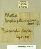 CollectionObject 1573109; 7477f5a5-7275-47a1-b9d7-ce0901d30a45: Copyright Natural History Museum, London. Labels from non-type (adult male) in BM(NH). (CollectionObject).