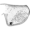 Pygofer, lateral view: !! display not done !! on Eupteryx (Eupteryx) atropunctata (Goeze, 1778): Pygofer, lateral view. (Observation).