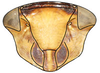 Head: Adama sp., face (INHS). (Observation).