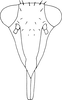 Nymph: (Observation).