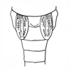 Brownacris karruensis Brown, 1972: Fig. 28. male tegmina, dorsal view, showing variation in length. (Otu).
