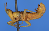 CollectionObject 1535442; 826620dc-64e4-409f-ad73-addde4211633: male, lateral view (holotype). (CollectionObject).