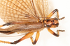 CollectionObject 2602181; 6e5c7ae2-6b2d-4749-83bf-67cc330e0a3d: male, dorsal view (syntype). (CollectionObject).