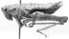 CollectionObject 1525199; 2effc462-9bd3-42aa-a87b-eecf0b822898: female, lateral view (allotype). (CollectionObject).