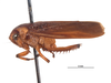Habitus, lateral view on Darma semota (DeLong & Freytag, 1969): (Observation).