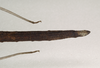 CollectionObject 1562780; b2a15469-c9a2-432c-889c-302d6a528681: copyright ANIC. female: end of abdomen (holotype). (CollectionObject).