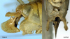 CollectionObject 1532216; d379f50e-c807-42ad-8cce-e93b3825b0ad: male subgenital plate and cerci (syntype). (CollectionObject).