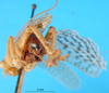 CollectionObject 1502287; 2e731a57-6b66-4112-9b94-fc8edfec5aef: male abdomen tip. (CollectionObject).