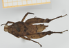 CollectionObject 1517899; 7677c091-c816-47b5-a24a-f7b0e4dc05ab, NHMUK10924426: female, dorsal view (holotype). (CollectionObject).