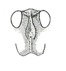 Neotettix femoratus (Scudder, 1869): Fig. 28. portion of head, anterior aspect (Neotettix bolteri). (Otu).