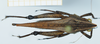 CollectionObject 1583402; dcf4d0cd-59b7-4914-a2fd-cabb8a20d510: male, dorsal view (no type). (CollectionObject).